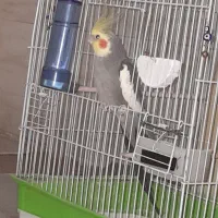 طوطی عروس هلندی