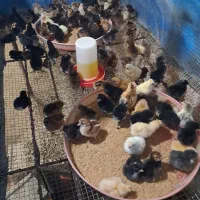 فروش جوجه بوقلمون برنز، بیوتی، اردک و گلپایگان|حیوانات مزرعه|قائمشهر, |دیوار