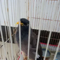 مرغ مینا