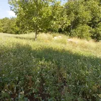 اجاره زمین کشاورزی