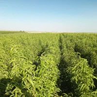 فروش ویژه نهال میوه2ساله پیوند فرانسوی