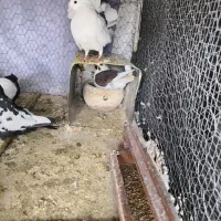 کفتر|پرنده|تربت‌حیدریه, بالا ولایت|دیوار