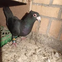 کفتر زاجر