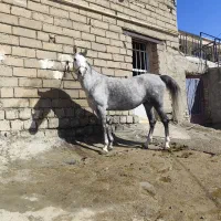 مادیان|اسب و تجهیزات اسبسواری|بیستون, |دیوار