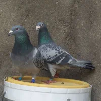 یه جفت کبوتر پلاکی