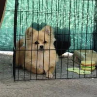 سگ پامر روباهی سایز صفر