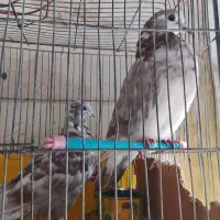 جوجه کبوتر|پرنده|محلات, |دیوار