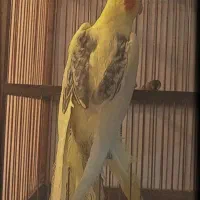 عروس هلندی دوکت پروانه ای قناری