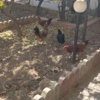 مرغ و خروس محلی