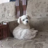 فروش سگ شیتزو تریر|سگ|کرج, برغان|دیوار