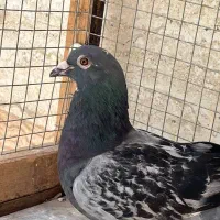 مینا مگس جان اردن