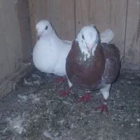 کبوتر بلندپرواز|پرنده|فومن, |دیوار