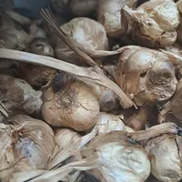 سیر سیاه درمانی عمده ‌جزئی مستقیم|خوردنی و آشامیدنی|تهران, مینا|دیوار