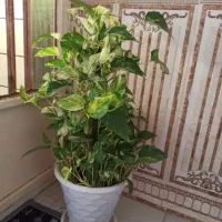 گل پتوس ارتشی و پتوس ابلق زعفرانی|گل و گیاه طبیعی|بندر ماهشهر, |دیوار