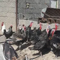 بوقلمون و مرغ خروس