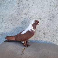 ککیلی آلابغاز نر