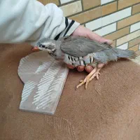 مولد و جوجه|پرنده|مشگین شهر, |دیوار