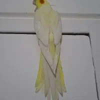 عروس هلندی ماده