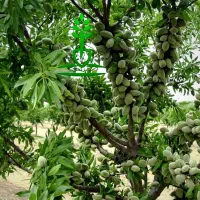 نهال میوه وبادام درجه‌یک با ضمانت اصالت و سلامت