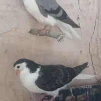 کبوتر.پرنده.|پرنده|چناران, |دیوار