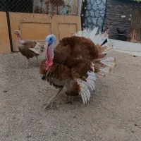 بوقلمون نر