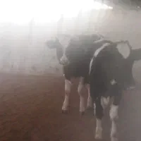 4عدد گوساله 3جوانه 1تلیسه|حیوانات مزرعه|تربت جام, میان جام|دیوار