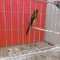 قناری نر رسمی بلند|پرنده|مشهد, امیر المومنین|دیوار