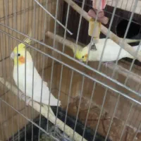 عروس هلندی مولد لوتینو