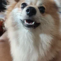 سگ پامرین روباهی