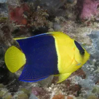 ماهی اب شور ابشور .جراح. فرشته . و غیره|ماهی|تهران, امیر بهادر|دیوار