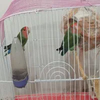 طوطی برزیلی مولد