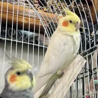 با سلام عروس هلندی نر و ماده سخنگو
