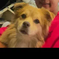 یک قلاده سگ پامر اشپیدز