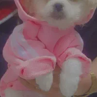 یه سگ کوچک تربیت شده شش میلیون