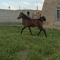اسب|اسب و تجهیزات اسب‌سواری|اهر, |دیوار