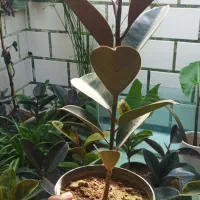 حراجفیکوس|گل و گیاه طبیعی|اسلامآباد غرب, |دیوار