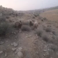 معاوضه میش با بز