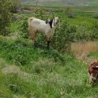 بزغاله نر