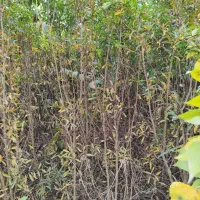 نهال نمونه|حراج|قزوین, |دیوار