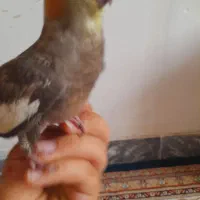 عروس هلندی گمشده مژدگانی زیاد برای کسی که پیدا کنه|حیوانات|فسا, |دیوار