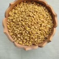 گندم