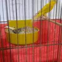 ۲ جفت قناری نرو ماده یجفت با ستا جوجه یکی کار داده