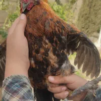 خروس محلی ریشی کاکلی چهل تاج|حیوانات مزرعه|فسا, |دیوار