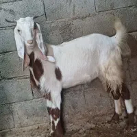 بز پاکستانی