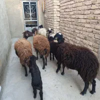 گوسفند|حیوانات مزرعه|سلطانیه, |دیوار