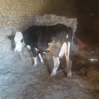 گاو سمینتال با گوساله