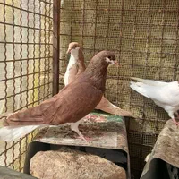 کبوتر ماده خوشرنگ  و دوکت و جوجه کله ای و شامی|پرنده|اصفهان, شهرستان|دیوار