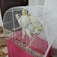 عروس مرغ عشق  بالغ