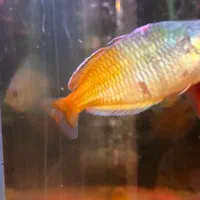 ماهی پلنت ۱۲۰۰|ماهی|تهران, یوسف‌آباد|دیوار