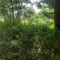 فروش آپارتمان ۸۱ متری ۲ خوابه طبقه ۲ در پیشکوه|فروش آپارتمان|تربت‌حیدریه, پیشکوه|دیوار